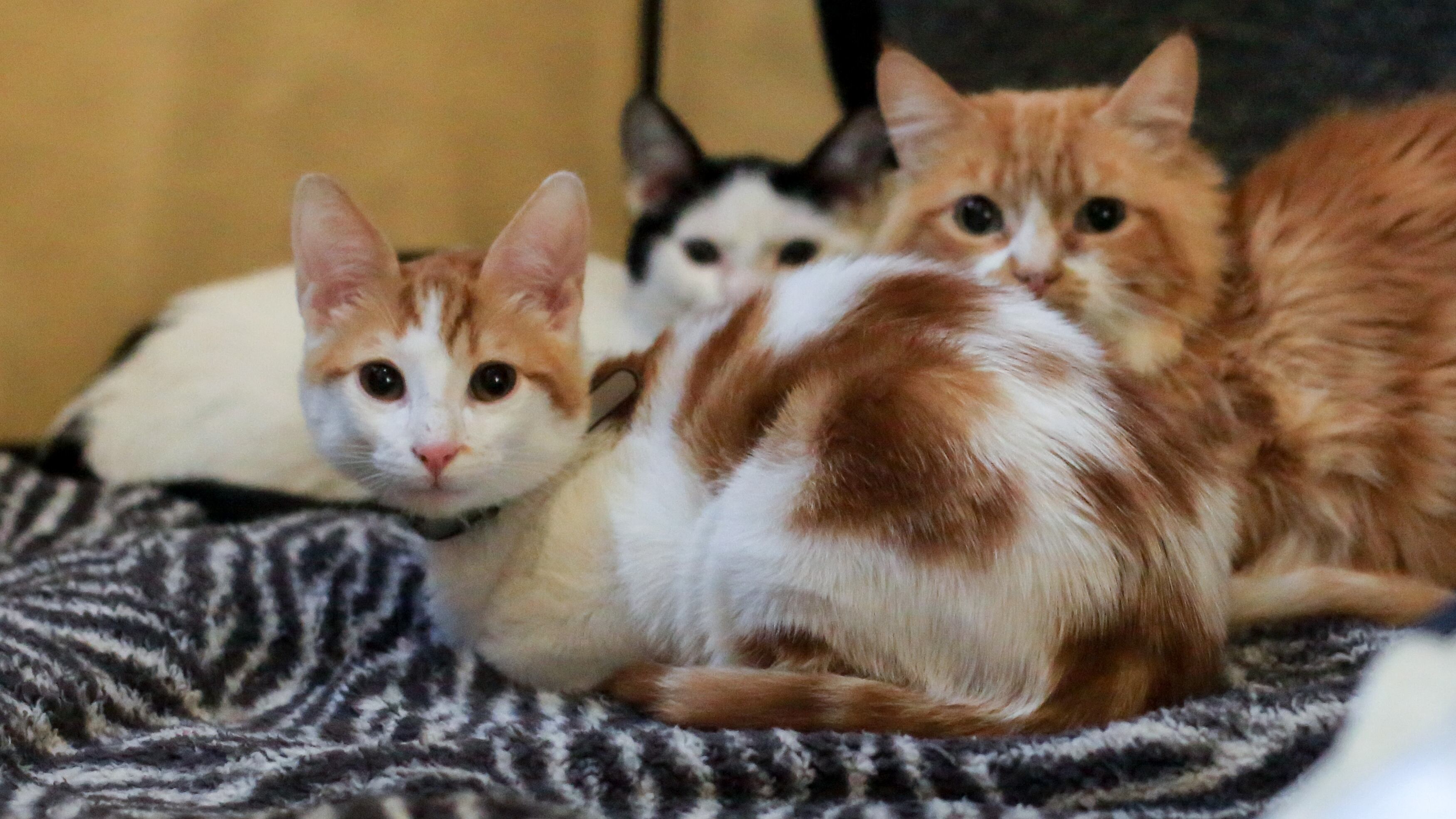 GatoFest 2022 en la Estacion mapocho | 07 de Agosto 2022/SANTIAGO
En la estacion mapocho se lleva a cabo la GatoFest 2022, exposicion en la que se da espacio a campañas de adopcion de felinos, conversatorios sobre cuidado y venta de productos.
FOTO: LUKAS SOLIS/AGENCIAUNO