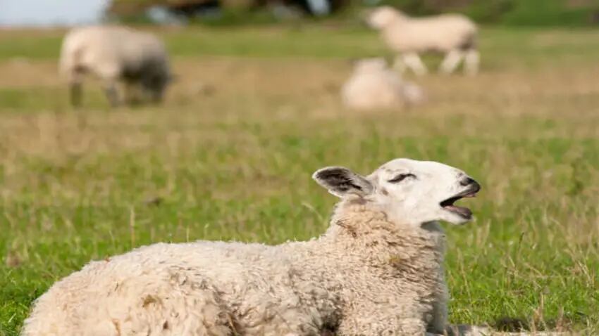 Un rebaño de ovejas se comió 100 kilos de cannabis por falta de pasto