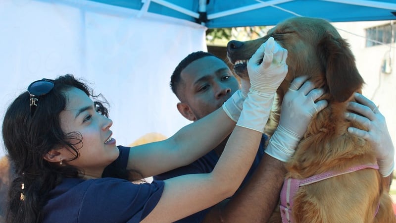 Esterilización en Quito