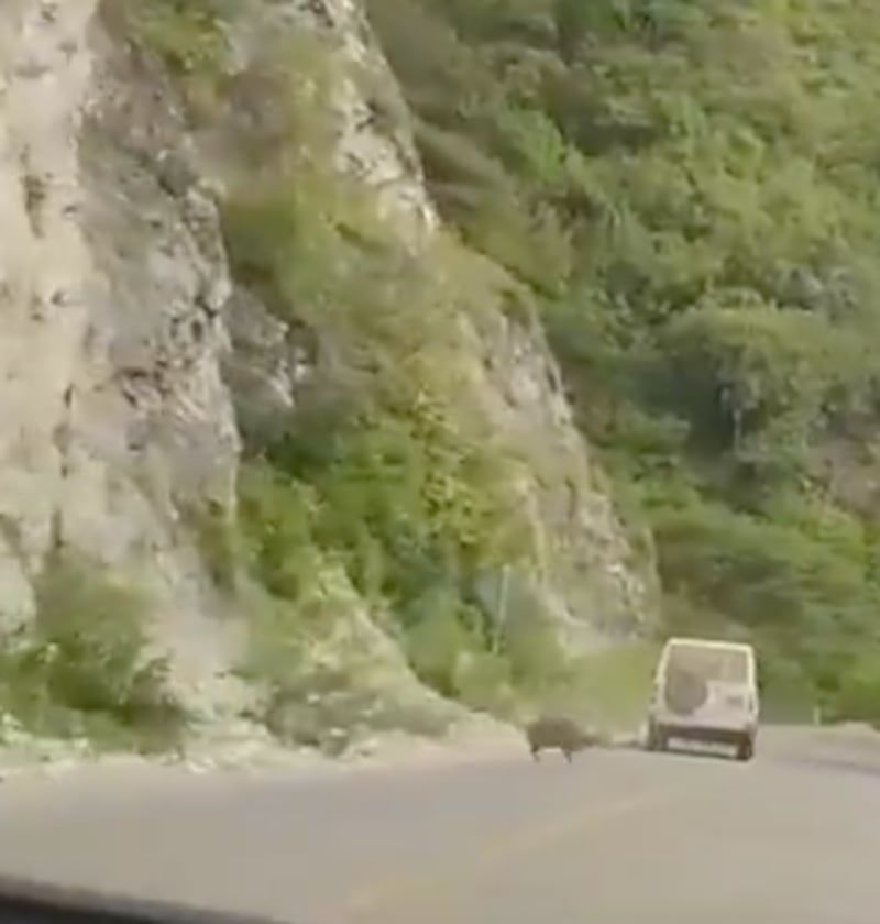 atropello venado en Loja