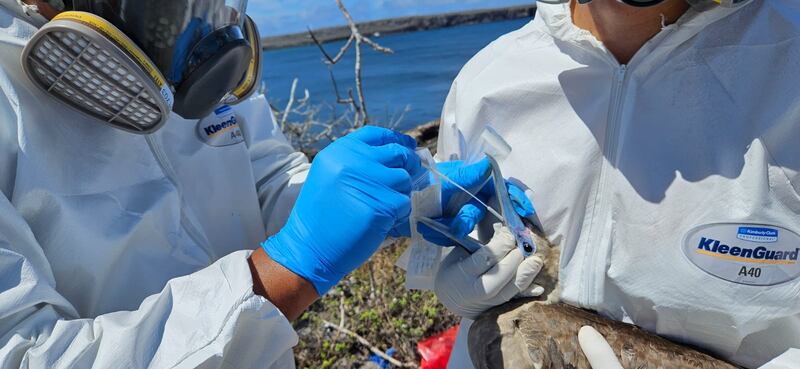 Acciones y toma de muestras ante la gripe aviar en Galápagos