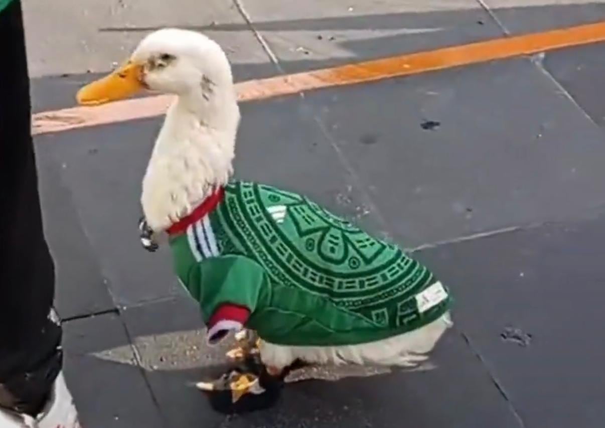 Merlín, el pato mundialista que acompaña a su familia por la Ciudad de México, se volvió viral al celebrar con la playera de la Selección Mexicana.