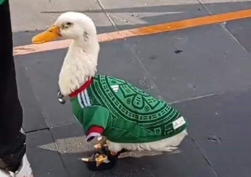 Mascota chilanga.