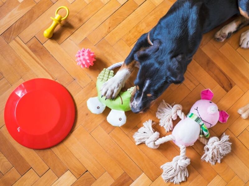 Motociclista roba el juguete de un perro y desata indignación en redes