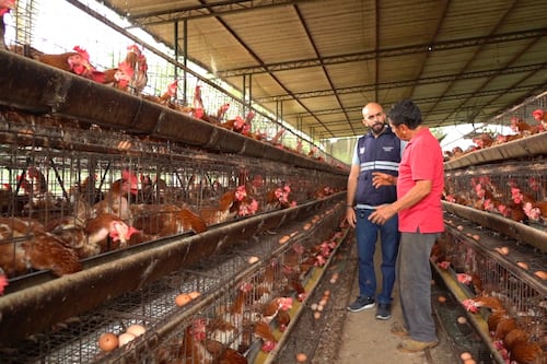 Autoridades refuerzan medidas para contener nuevos casos de influenza aviar