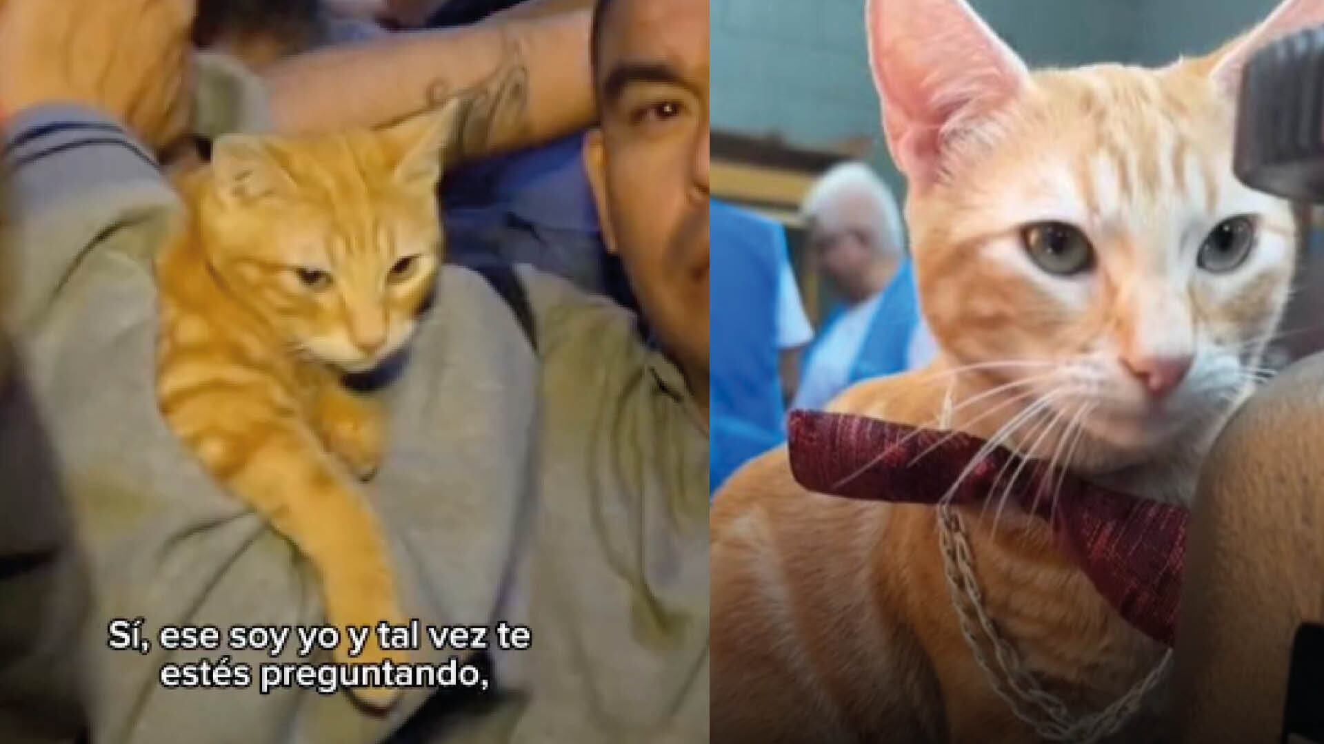 En medio de un operativo en una cárcel descubrieron un gatito: esta es la historia de Sony