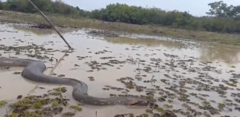 Captan a una enorme anaconda en la frontera con Colombia.