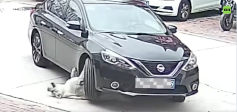 Yuan Yuan, el labrador de 64 kg que sobrevivió a un atropello en Hangzhou gracias a su peso.