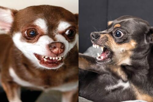 Nuevo estudio determina que los perros son más agresivos en los días calurosos, ¿a qué se debe?