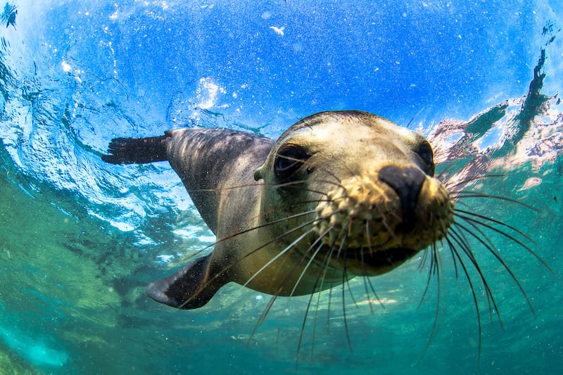 Gana un Viaje a las Islas Galápagos con Medicity
