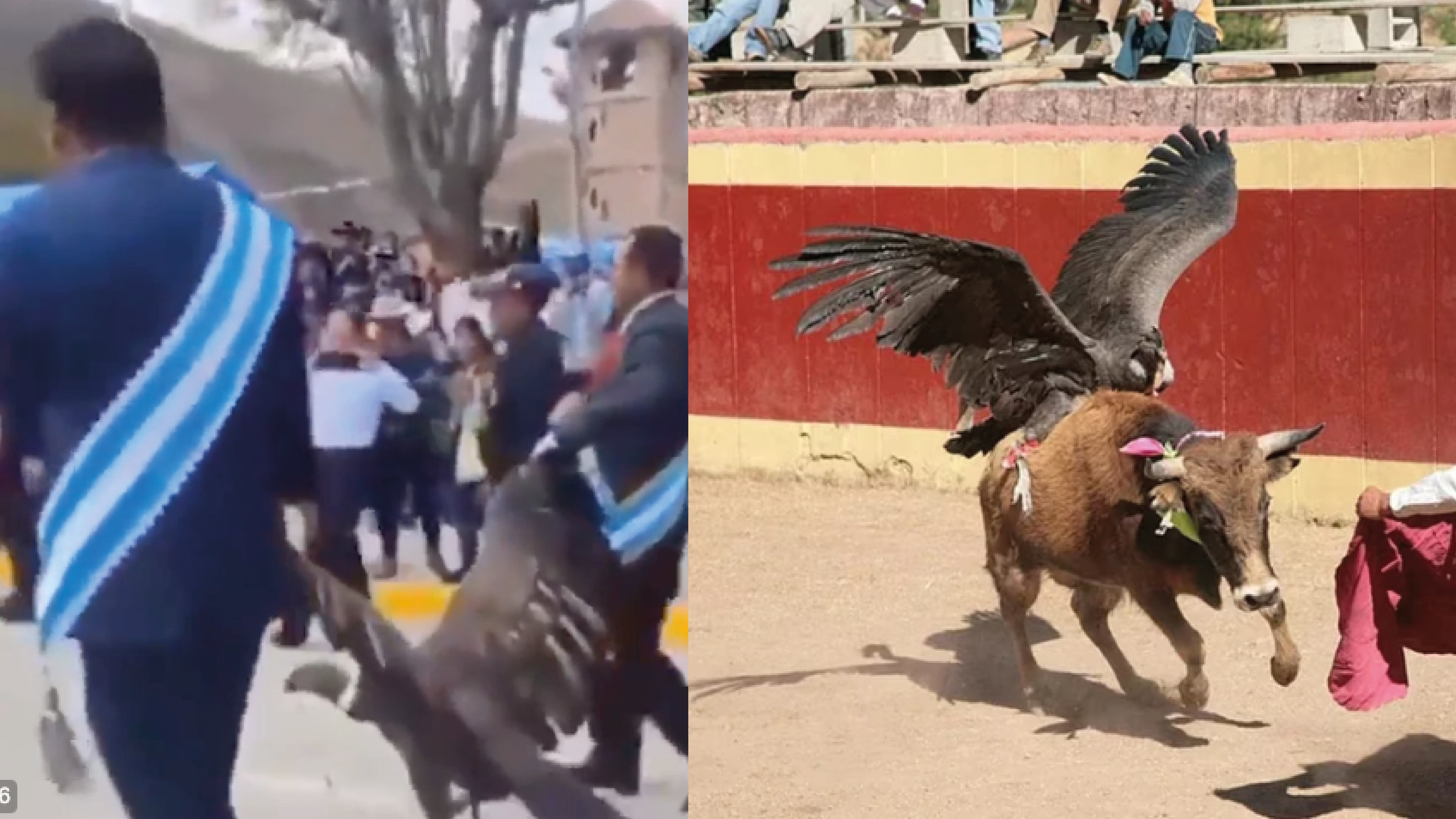 Al cóndor andino lo querían usar en el Yawar fiesta ¿En que consiste esta celebración?