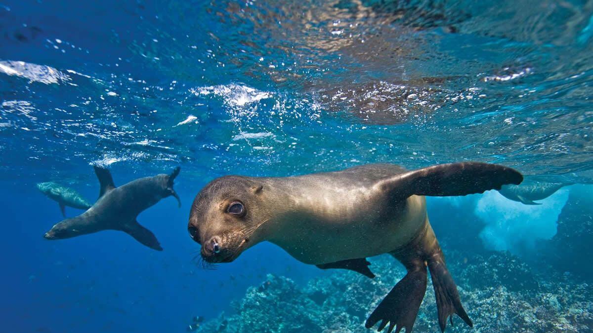 Islas Galápagos corren riesgo en su soberanía