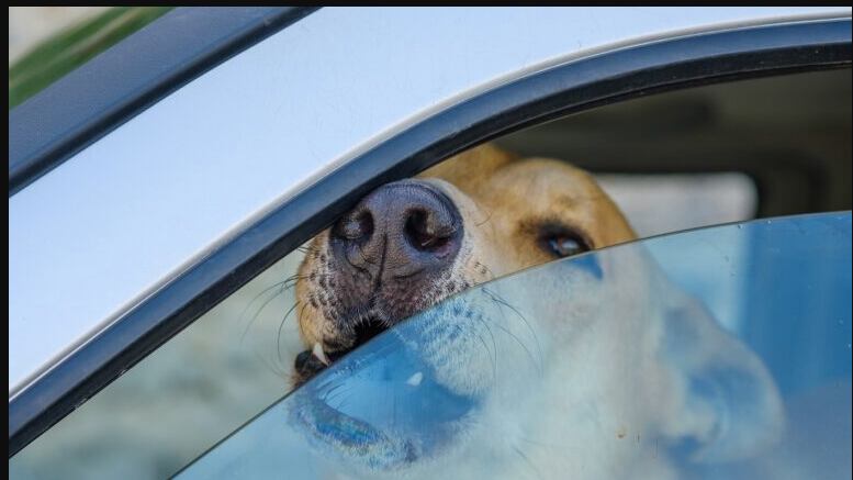 Animales dentro de vehículos