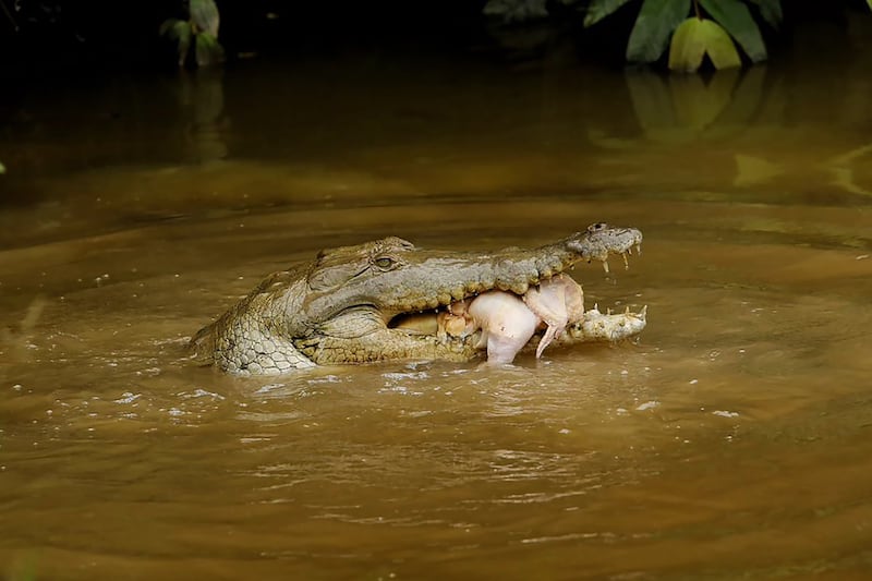 caiman