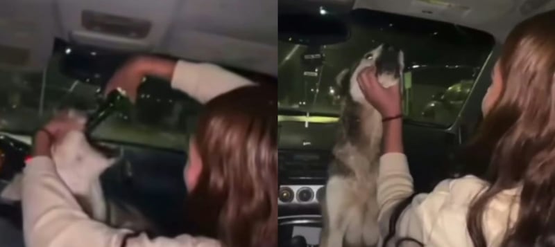 ¡Indignante! Jóvenes obligaron a un perro a ingerir grandes cantidades de licor en México