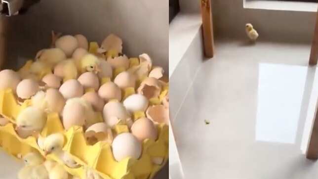 Huevos incubados por calor