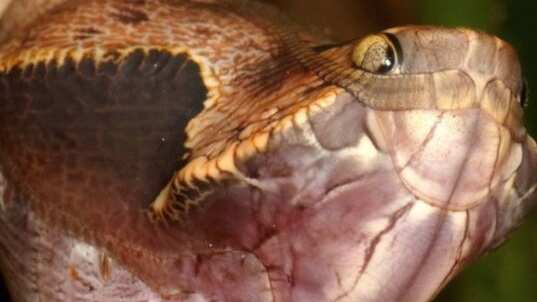 Oruga se transforma en serpiente/nmas1.org