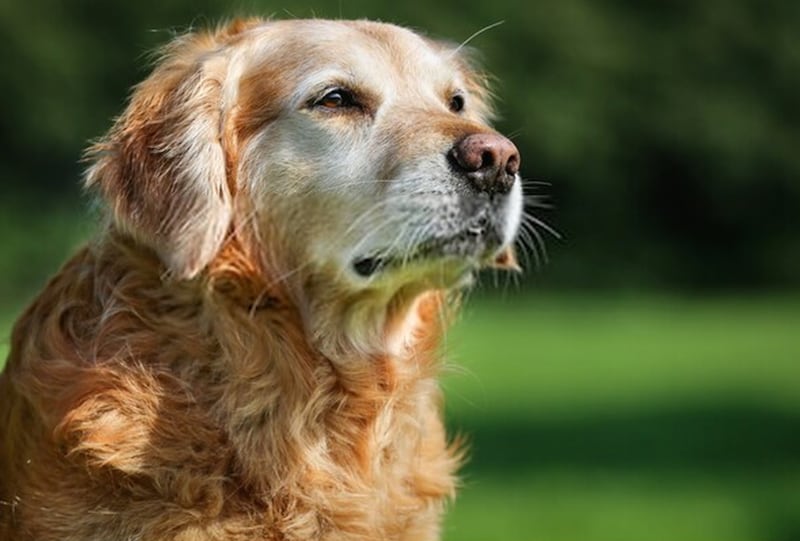 Perro labrador viejo