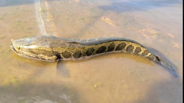 Peces cabeza de serpiente generan alarma en Estados Unidos