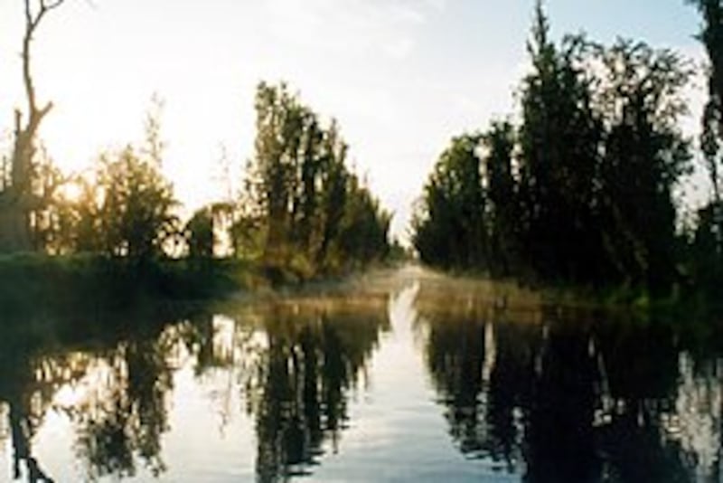 Su extraordinaria capacidad de regenerar partes de su cuerpo sigue asombrando a la ciencia, aunque la pérdida y el deterioro de los ecosistemas acuáticos lo ponen en riesgo. Foto: Wikipedia.