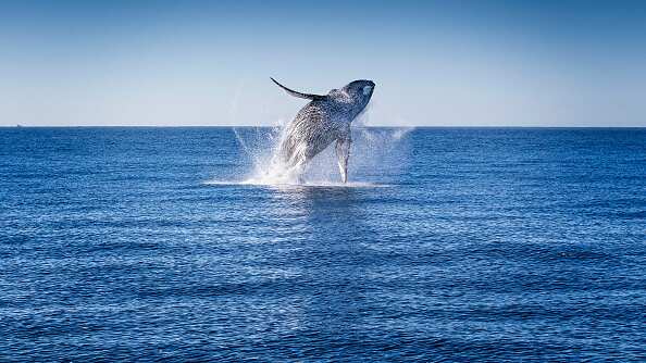 Ballena engulló a un hombre en Chile.