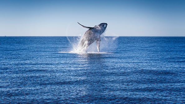 Ballena engulló a un hombre en Chile.