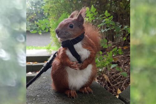 La conmovedora historia de “Tin tin”: la ardilla rechazada por su madre