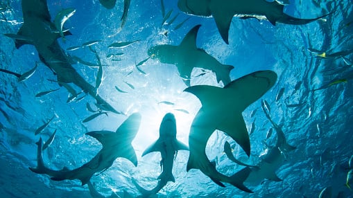 Pareja desapareció en aguas repletas de tiburones; 27 años después comparten su tétrico diario