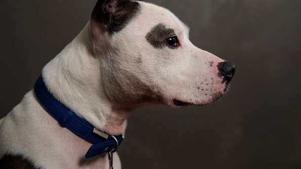 Pitbull disparó a su sueño con un arma de fuego.