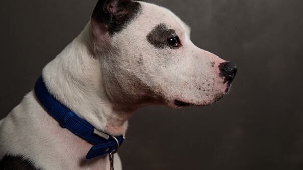 Pitbull disparó a su sueño con un arma de fuego.