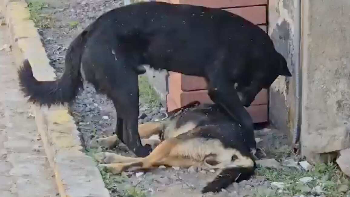 Perrito callejero trata de levantar a su amigo que fue envenenado (VIDEO)