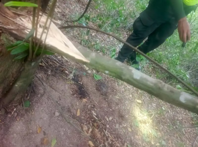 cuerpo de Yulixa Toloza fue encontrado entre matorrales en una vía de Cundinamarca.