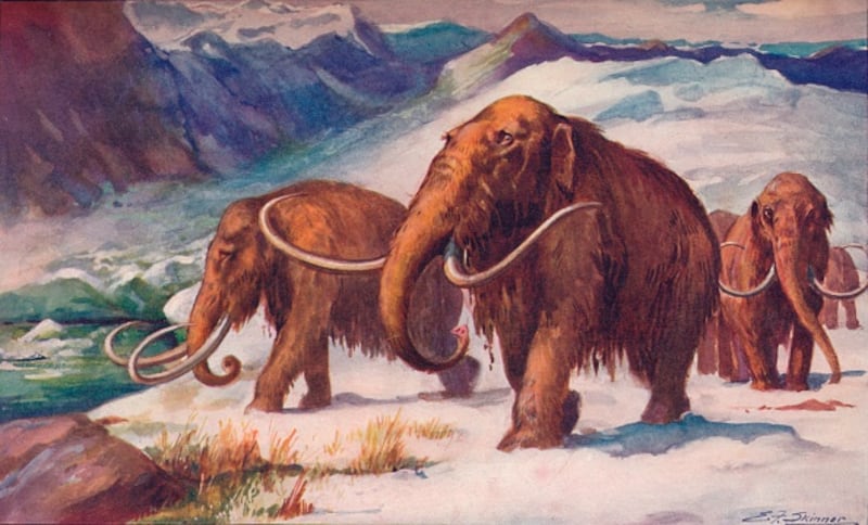 Mamut lanudo.