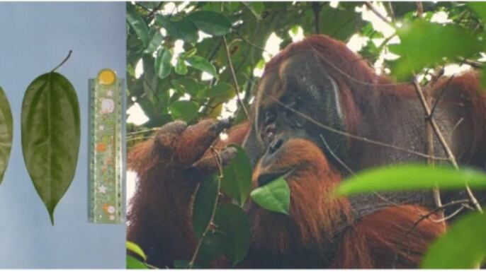 ¡Increíble! Un orangután se curó una herida con una planta medicinal produciendo un ungüento