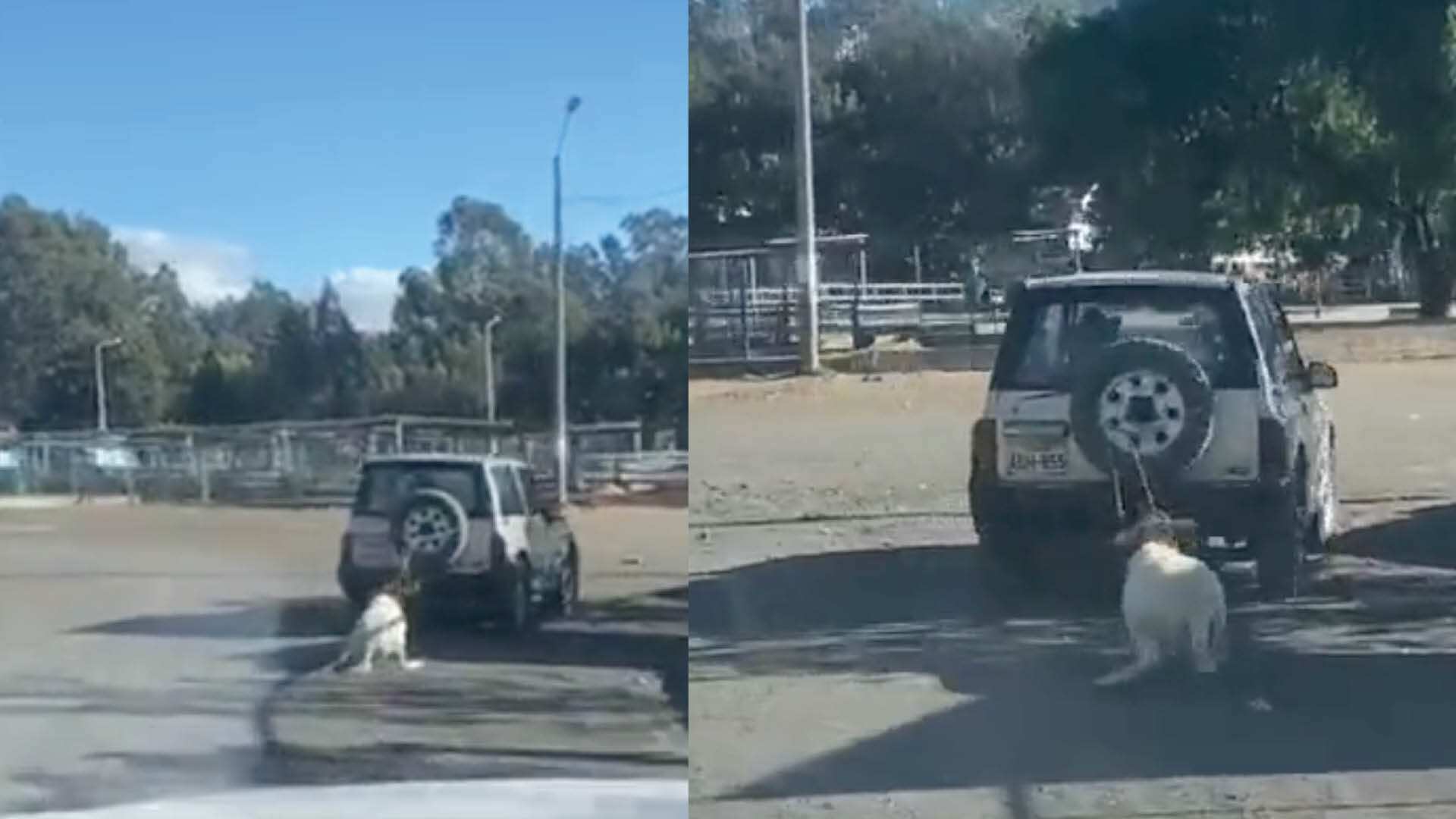 Borrego arrastrado en Cuenca