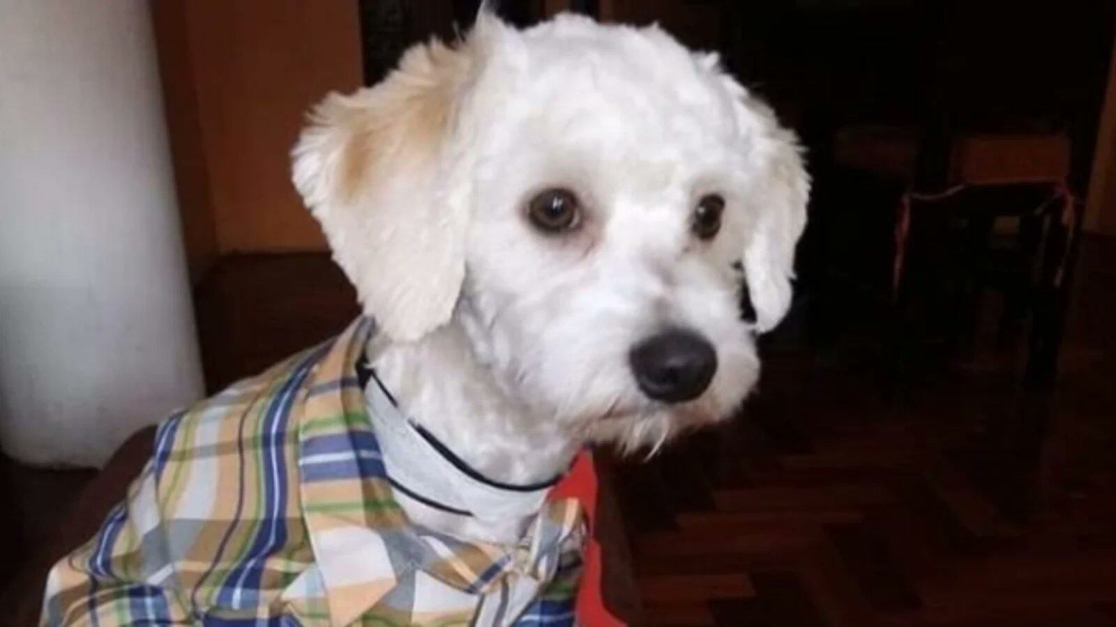 Luno estuvo encerrado en una perrera en España por nueve meses, pero al fin regresa a Ecuador