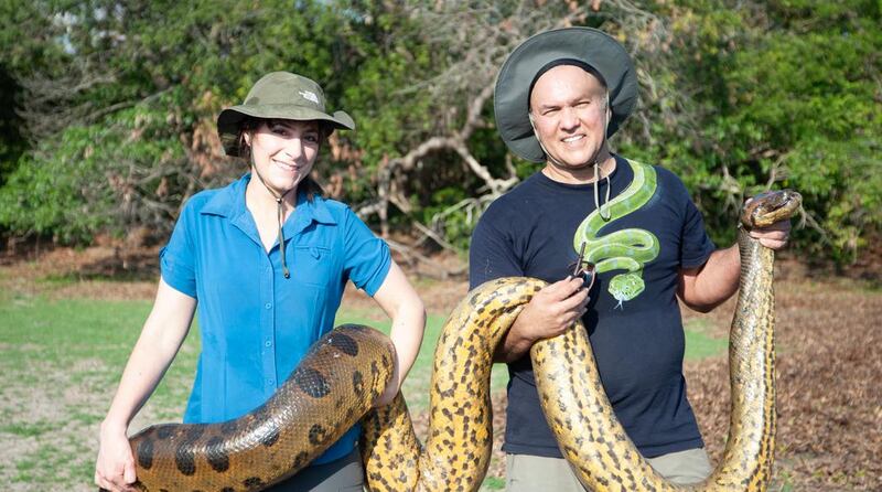 Descubren nueva especie de anaconda en el Amazonas.