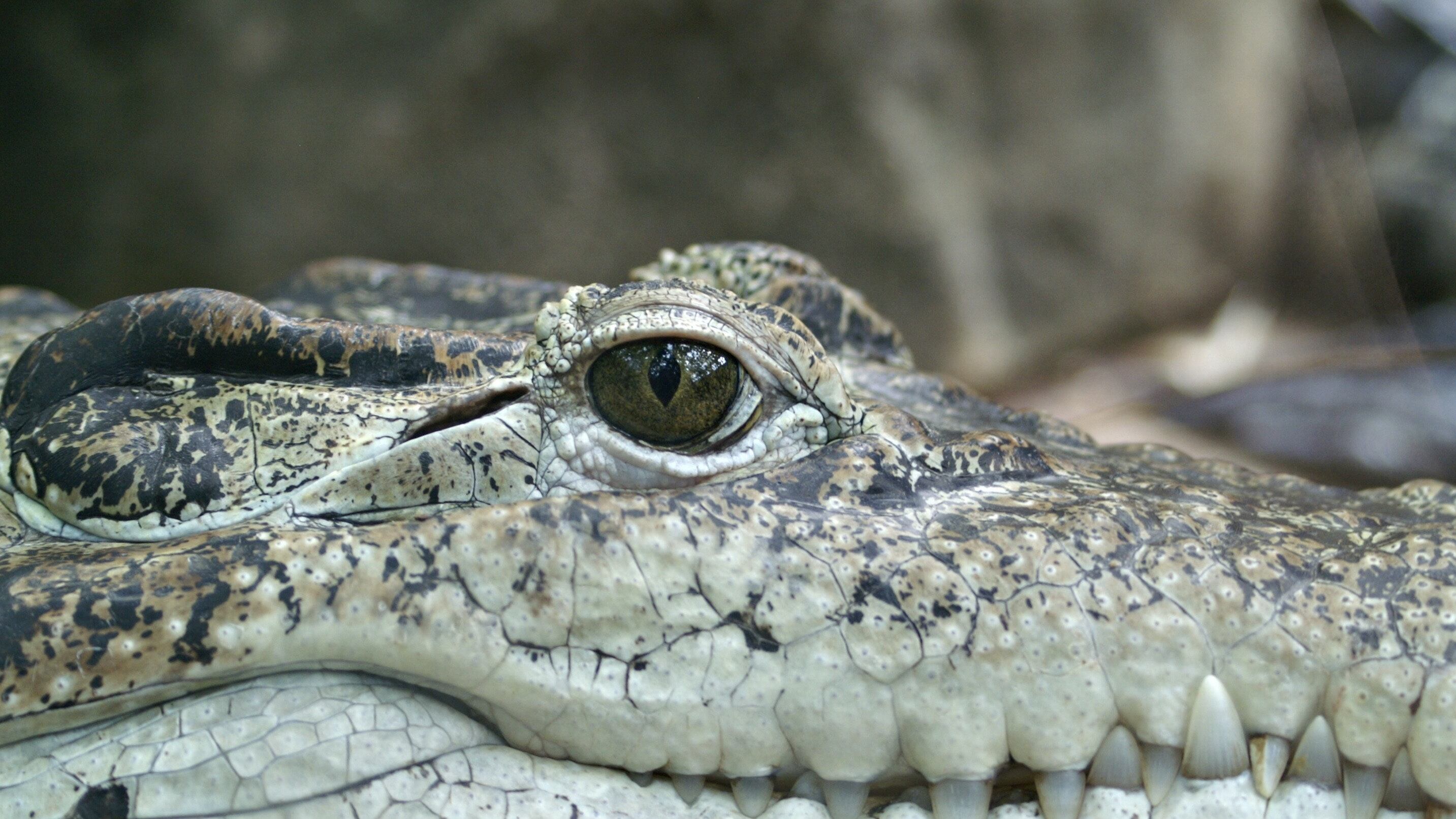 Futbolista en Costa Rica murió tras ser atacado por un cocodrilo