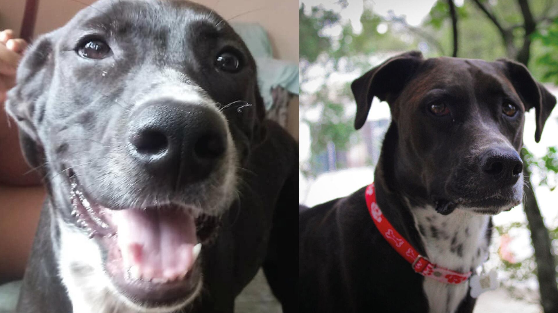 Día mundial del Perro sin Raza