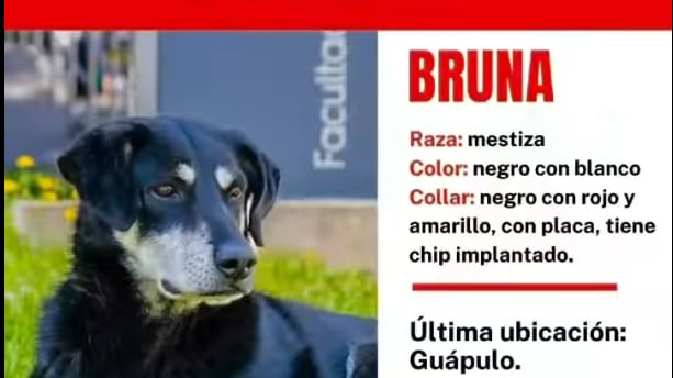 Bruna. Poliperros