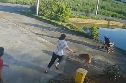 VIDEO: ¡Por charlar! Carrito de bebé cae a un estanque en descuido de la abuela