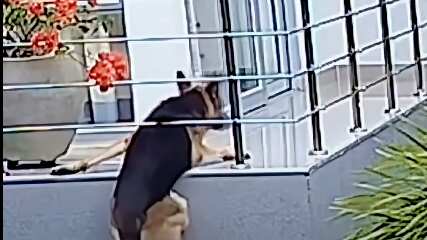 Perrito se aferró a la vida con sus dos patitas para no caer desde un balcón