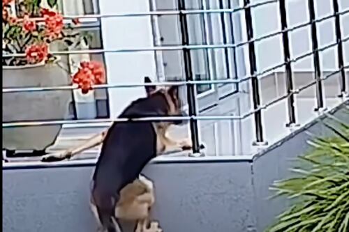 Momento de angustia: Perro pastor alemán resbala y casi cae de un balcón de edificio en Colombia