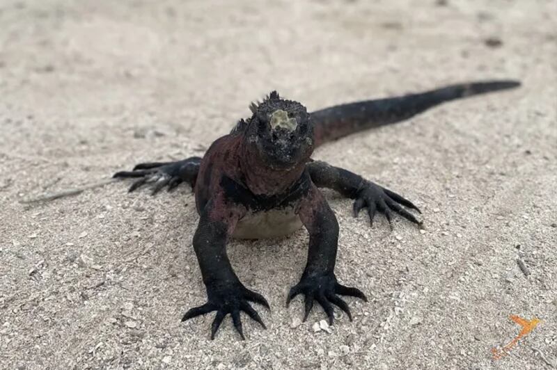 Iguana marina en islas Galápagos