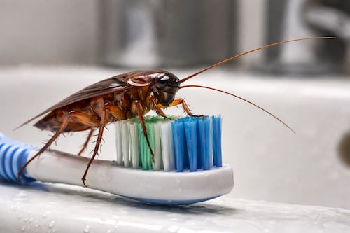 Por esta razón no debes dejar el cepillo dental cerca del lavabo