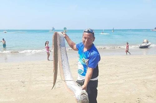 Pez remo de más de tres metros apareció en la playa de Salinas