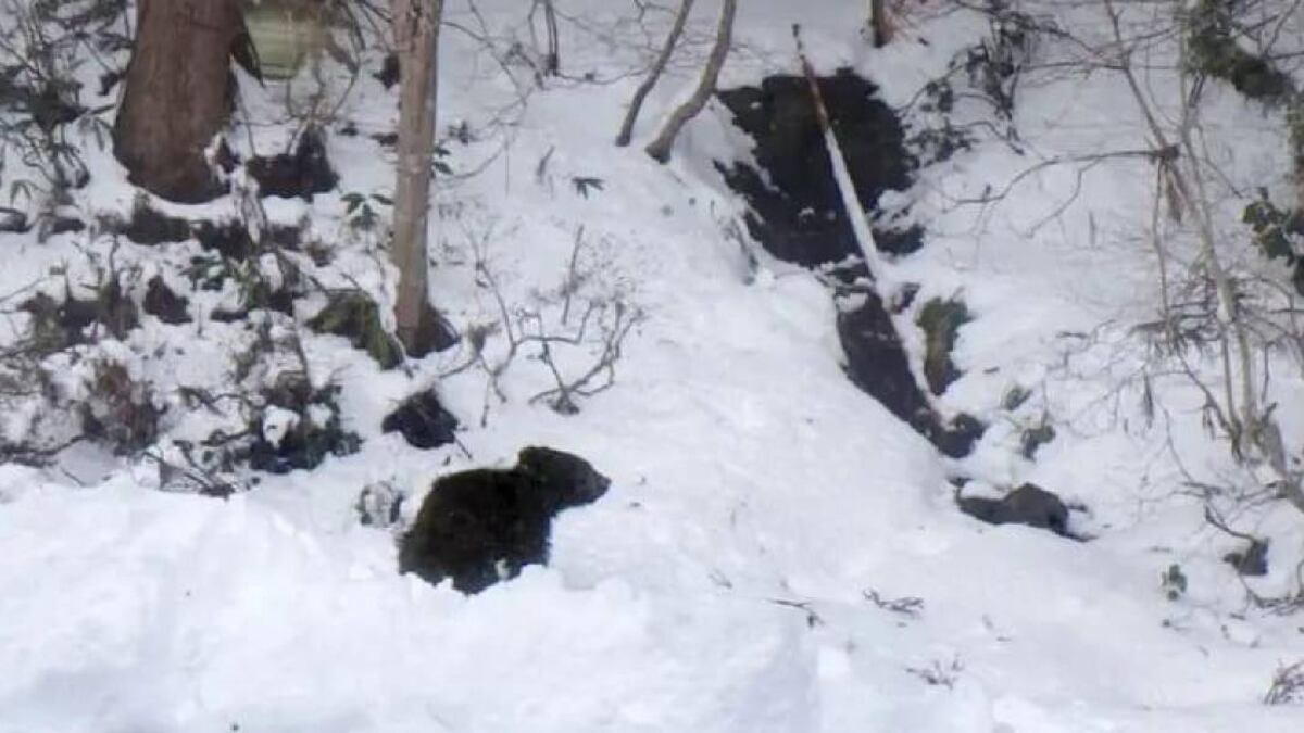 Oso entra a una casa en Japón y busca refugio bajo una mesa