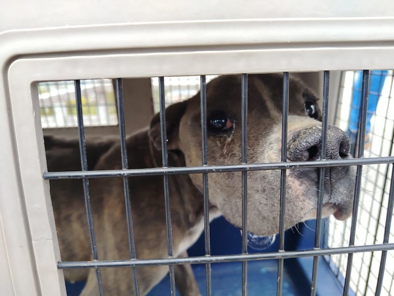 Perritos eran víctimas de maltrato y encierro en el sur de Quito