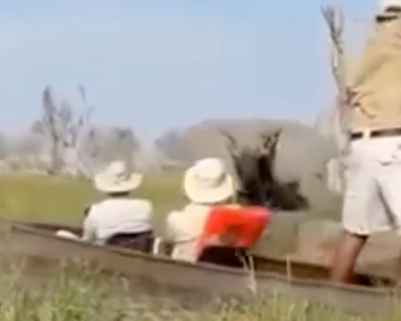 Turistas británicos y estadounidenses enfrentan un peligroso encuentro con un elefante en el delta del Okavango mientras navegaban en canoas makoro.