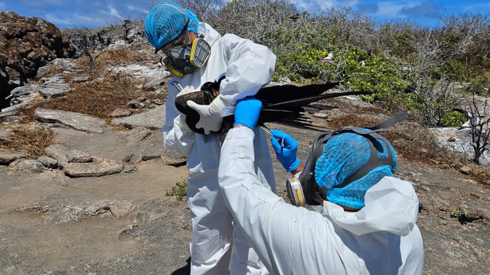 Acciones y toma de muestras ante la  gripe aviar en Galápagos